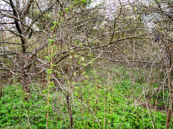 Underbrush Clearing in Crystal River