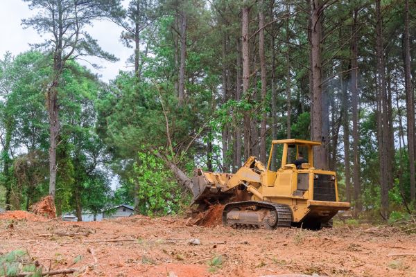 Forest Thinning in Crystal River