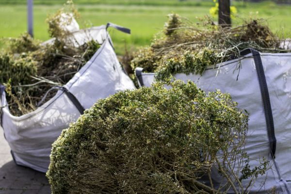 Bushes Clearing in Crystal River