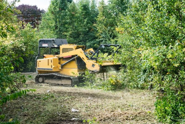 Pathway Clearing in Crystal River